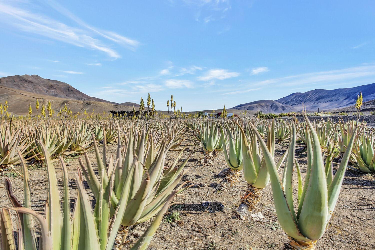 Casa Pilar, Aurora Y Tarabilla En Finca Ecologica Teguitar Zewnętrze zdjęcie
